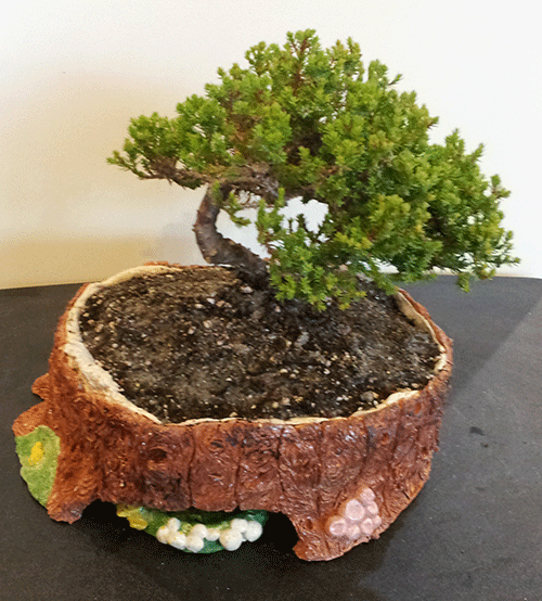 bonsai00.gif