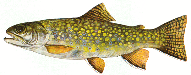 brook_trout.gif