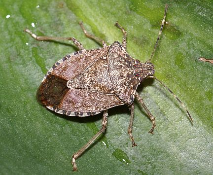 brown-marmorated-stink-bug.jpg