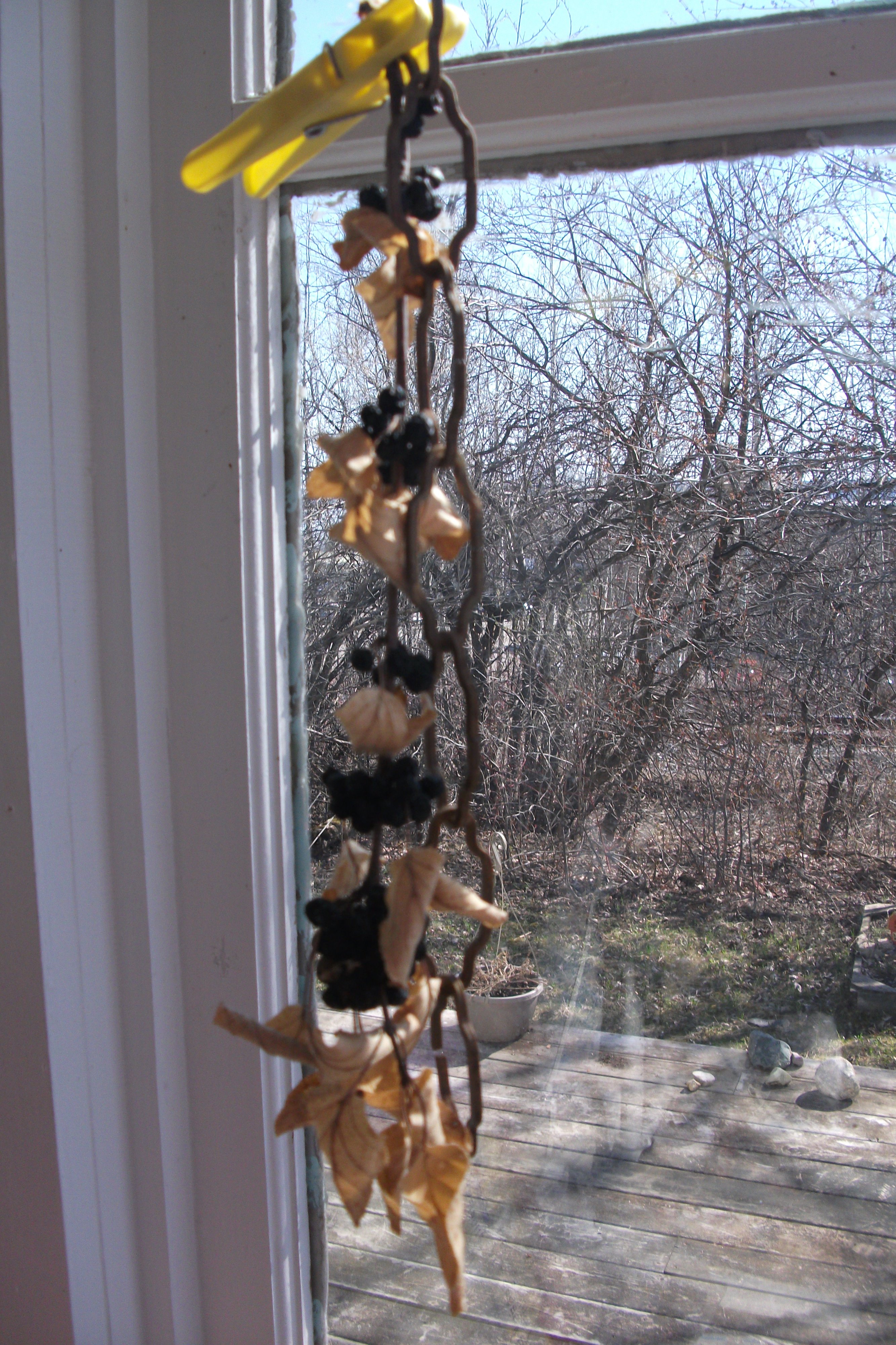 buckthorn berries with leaves dried.JPG