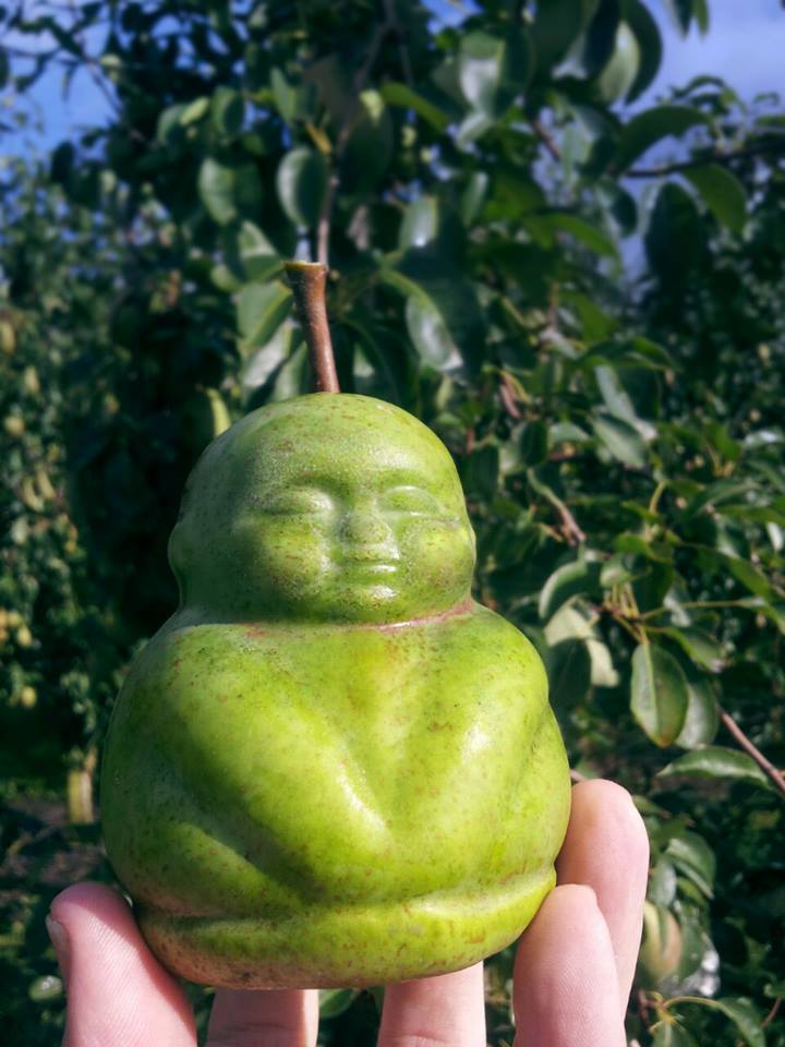 buddha pear.jpg