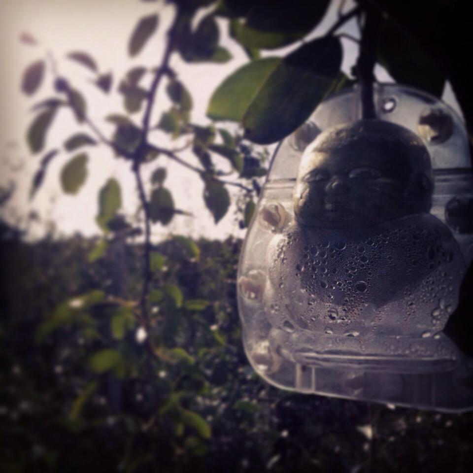 buddha shape pears.jpg