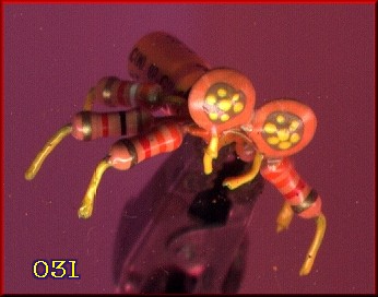 bug031.jpg