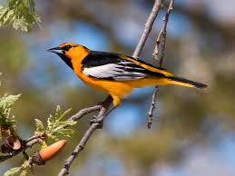 bullocks oriole.jpg