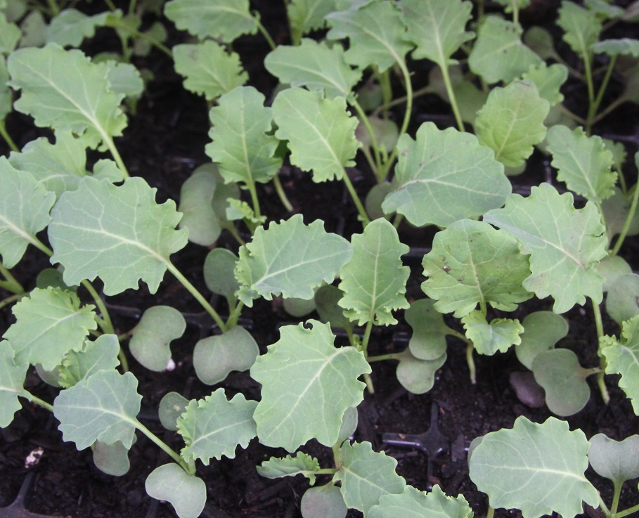 calabrese seedlings 01.jpg