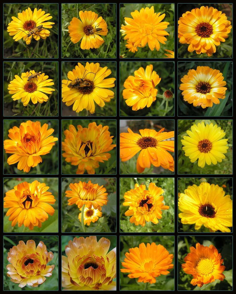 calendula.jpg