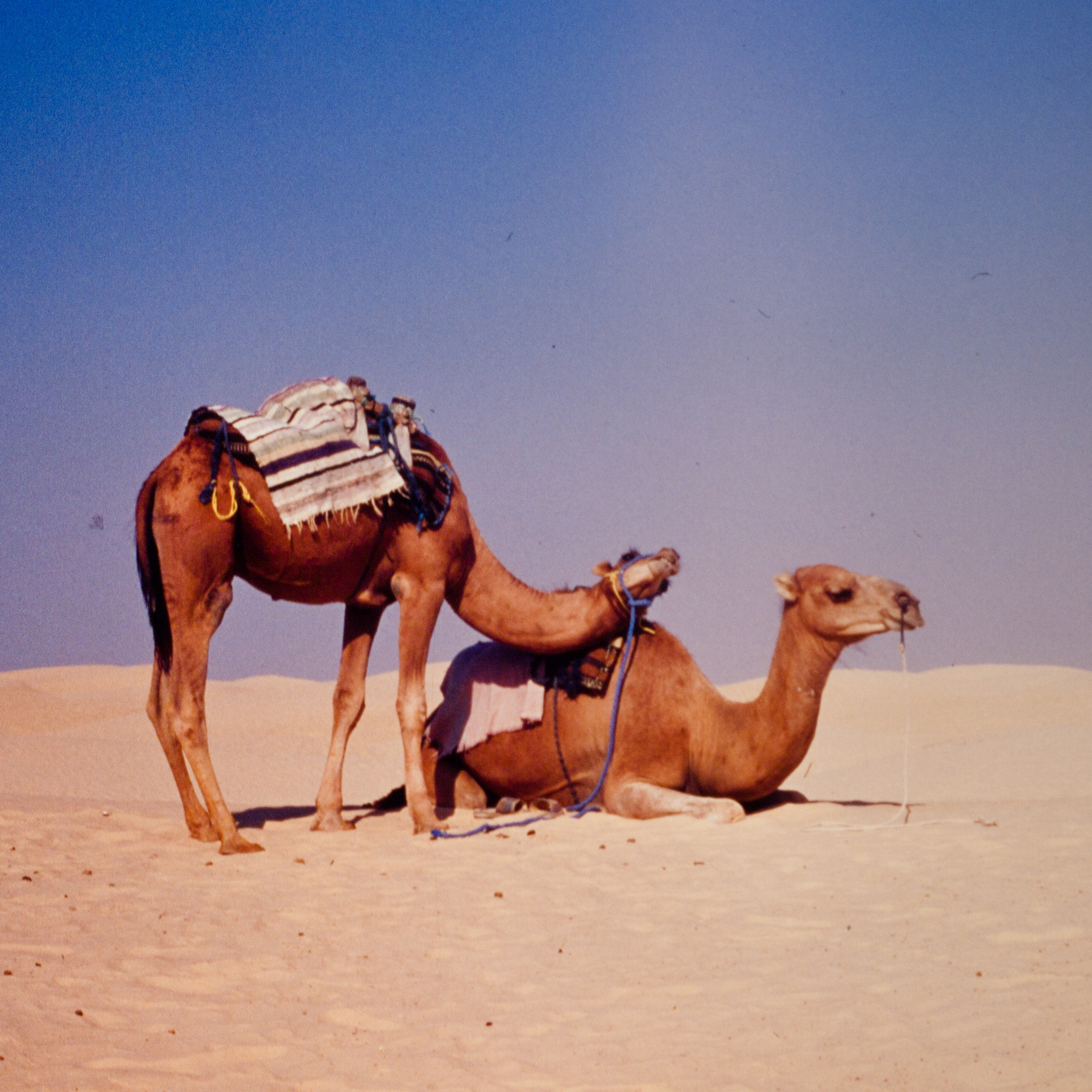 camels (1 of 1).jpg