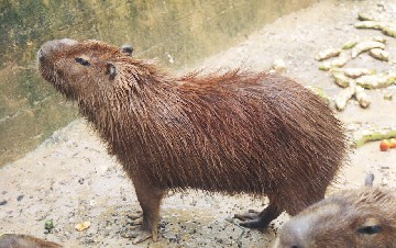 capybara.jpg