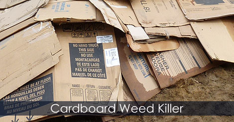 cardboard-weed-killer.jpg