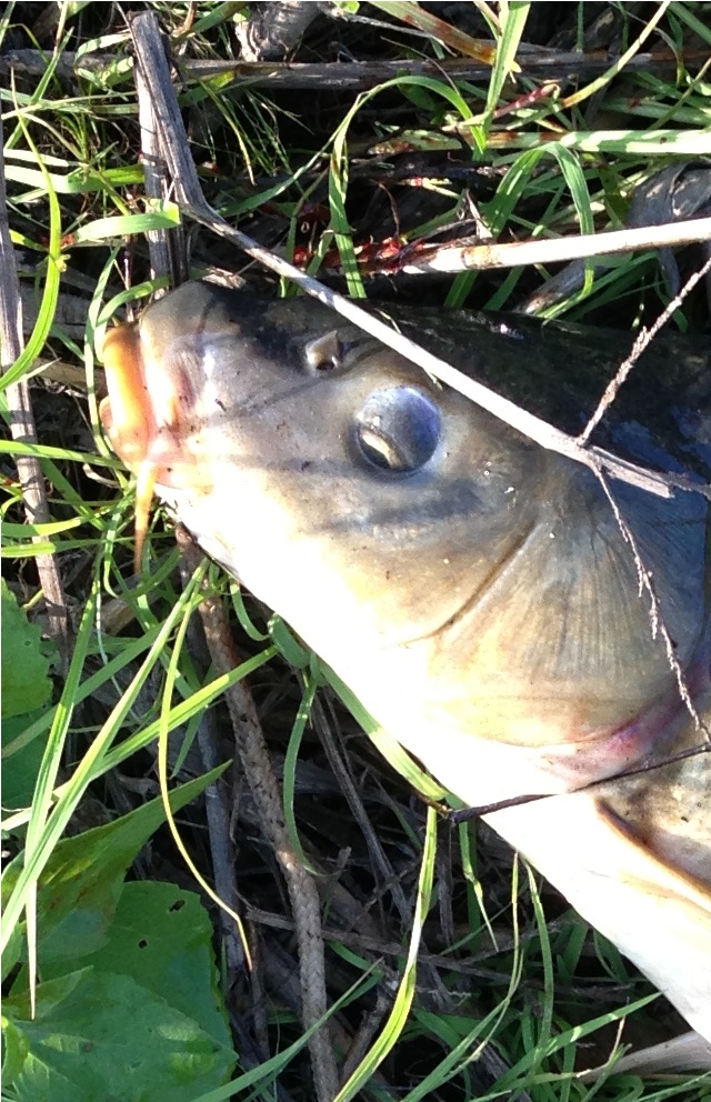 carp close up.JPG