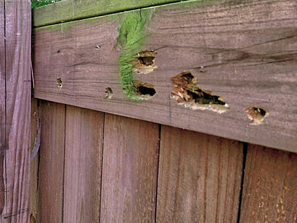 carpenter-bee-galleries.jpg