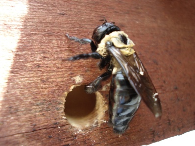 carpenter_bee_wood.jpg