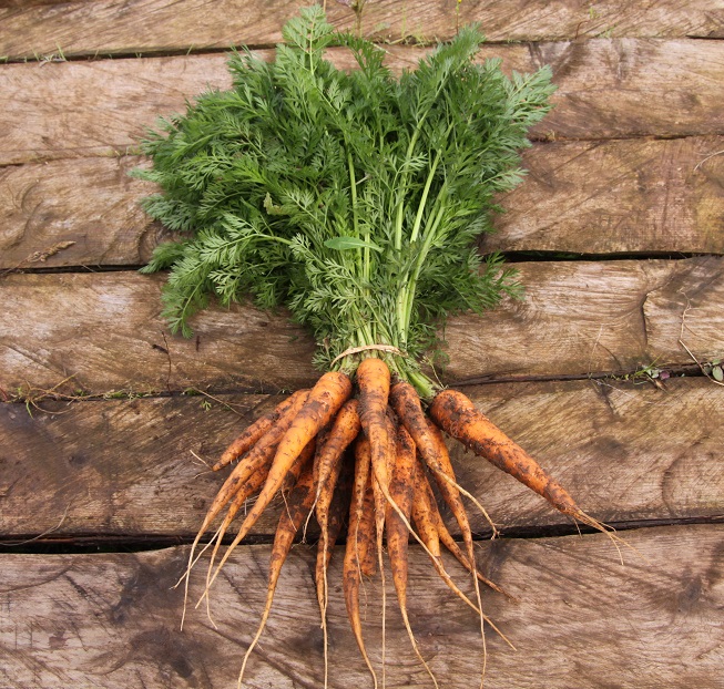 carrot bunch small.jpg