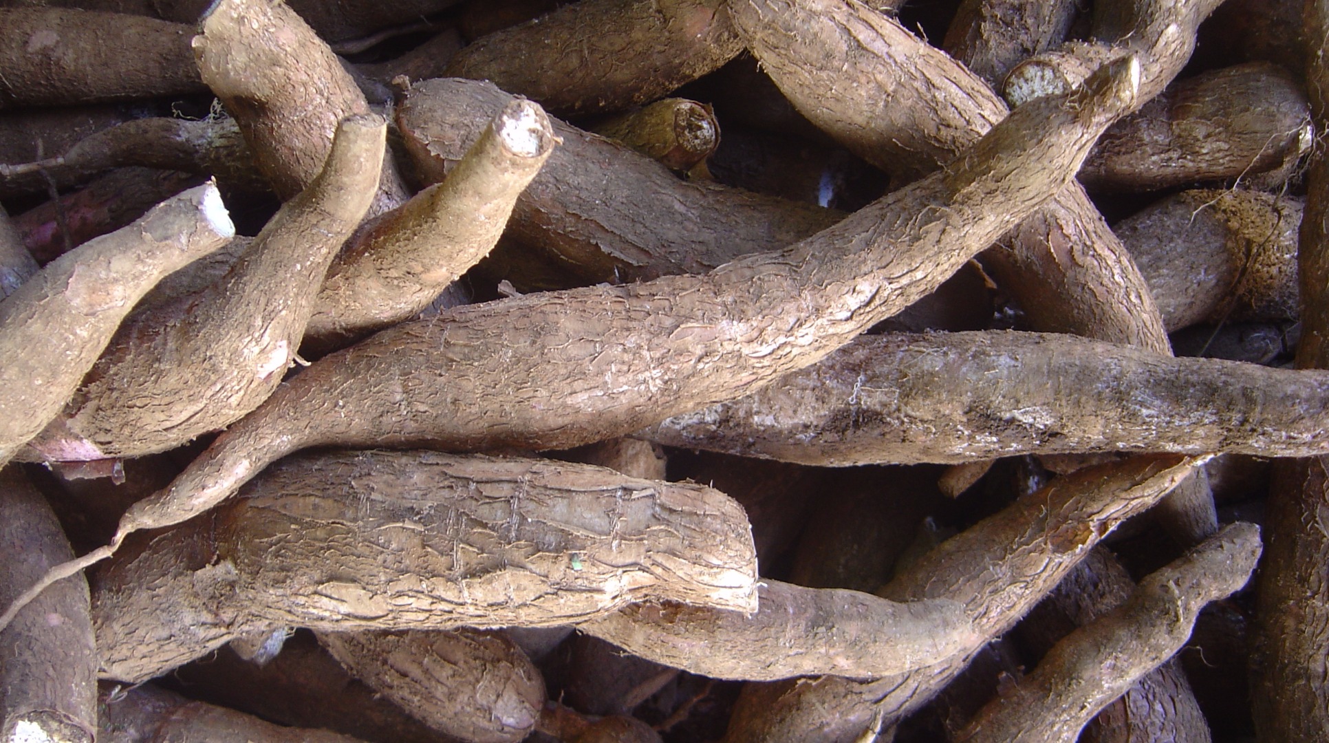 cassava.jpg