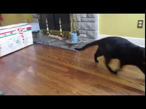 cat chasing toy