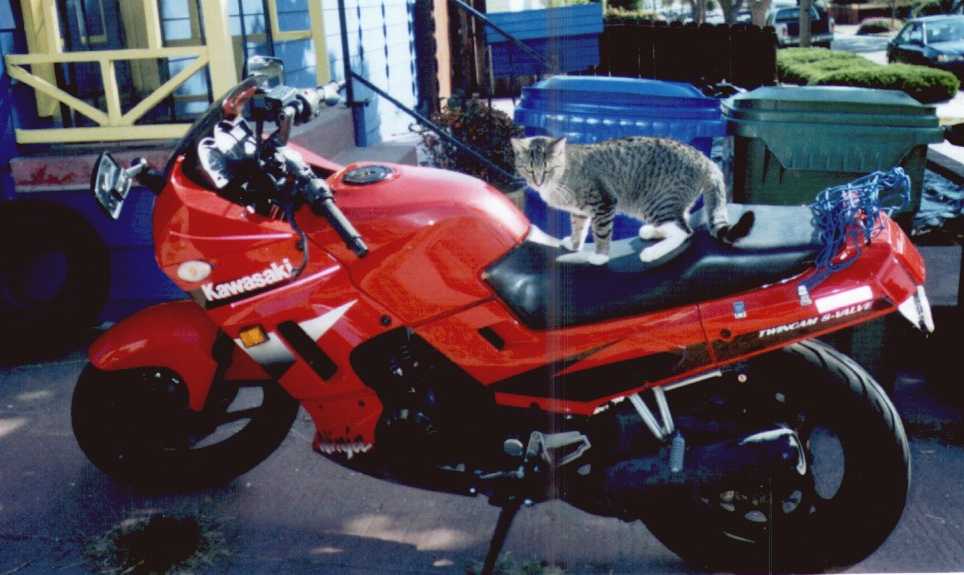 cat on bike2.jpg