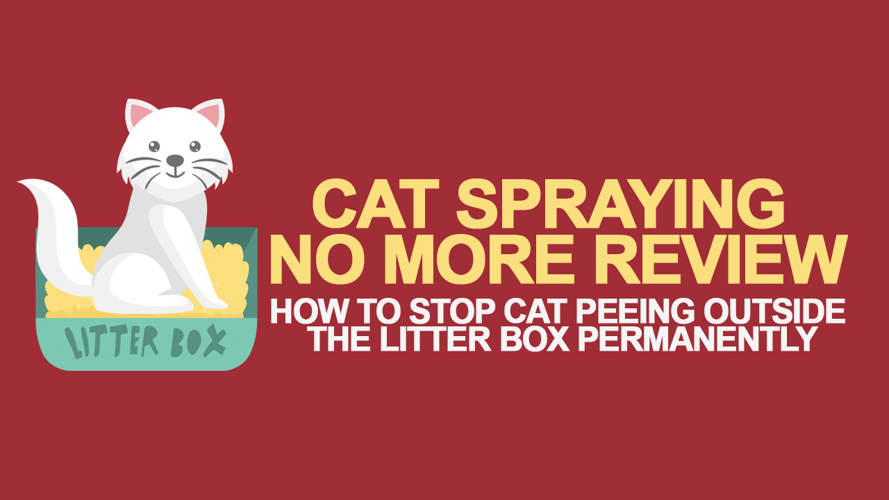 cat-spraying-no-more-review-thumbnail.jpg