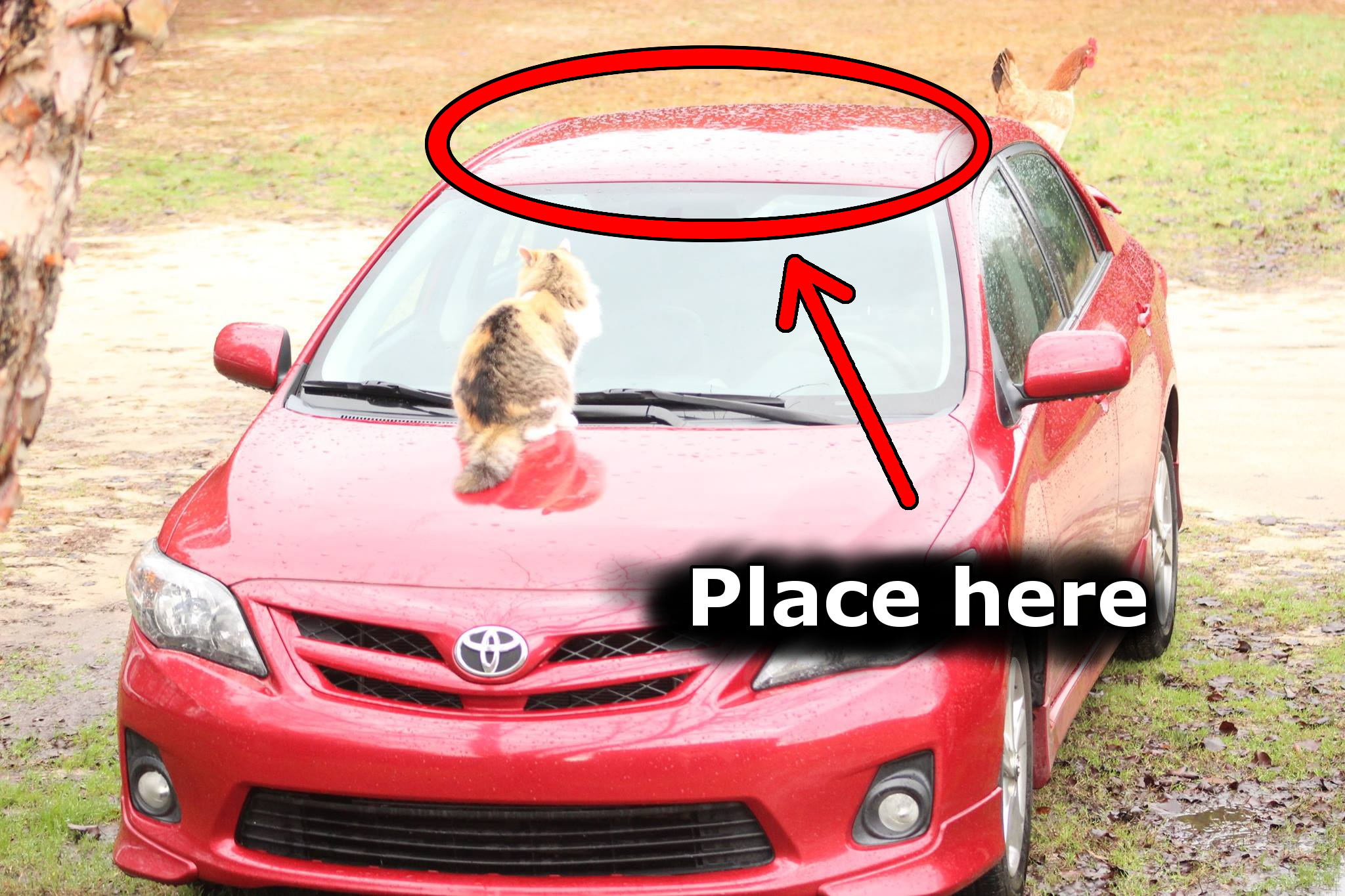 cat_on_car2.png