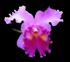 cattleya.bmp