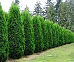 cedar trees.jpg