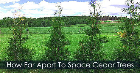 cedar-hedge-spacing.jpg