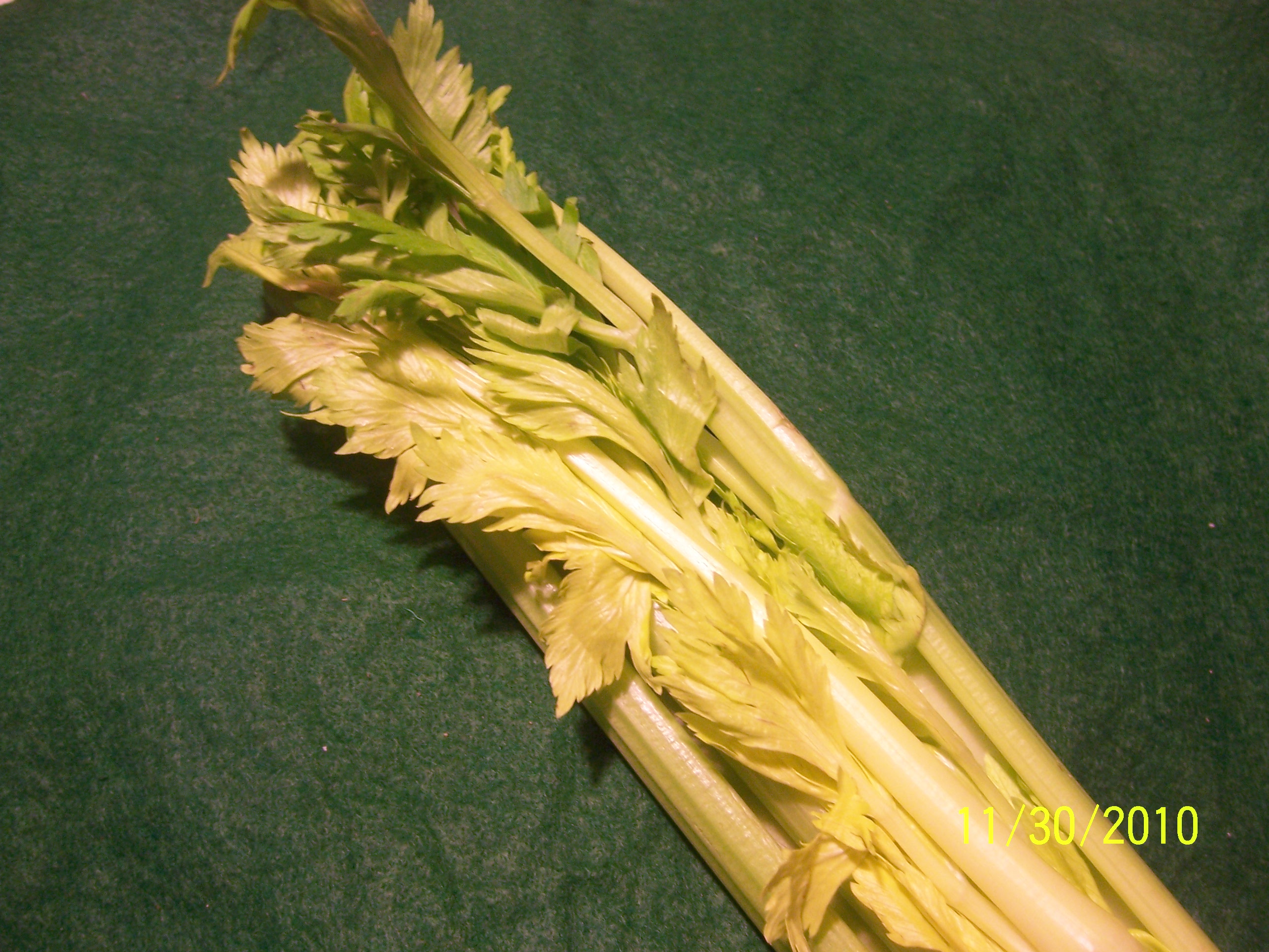 celery.JPG