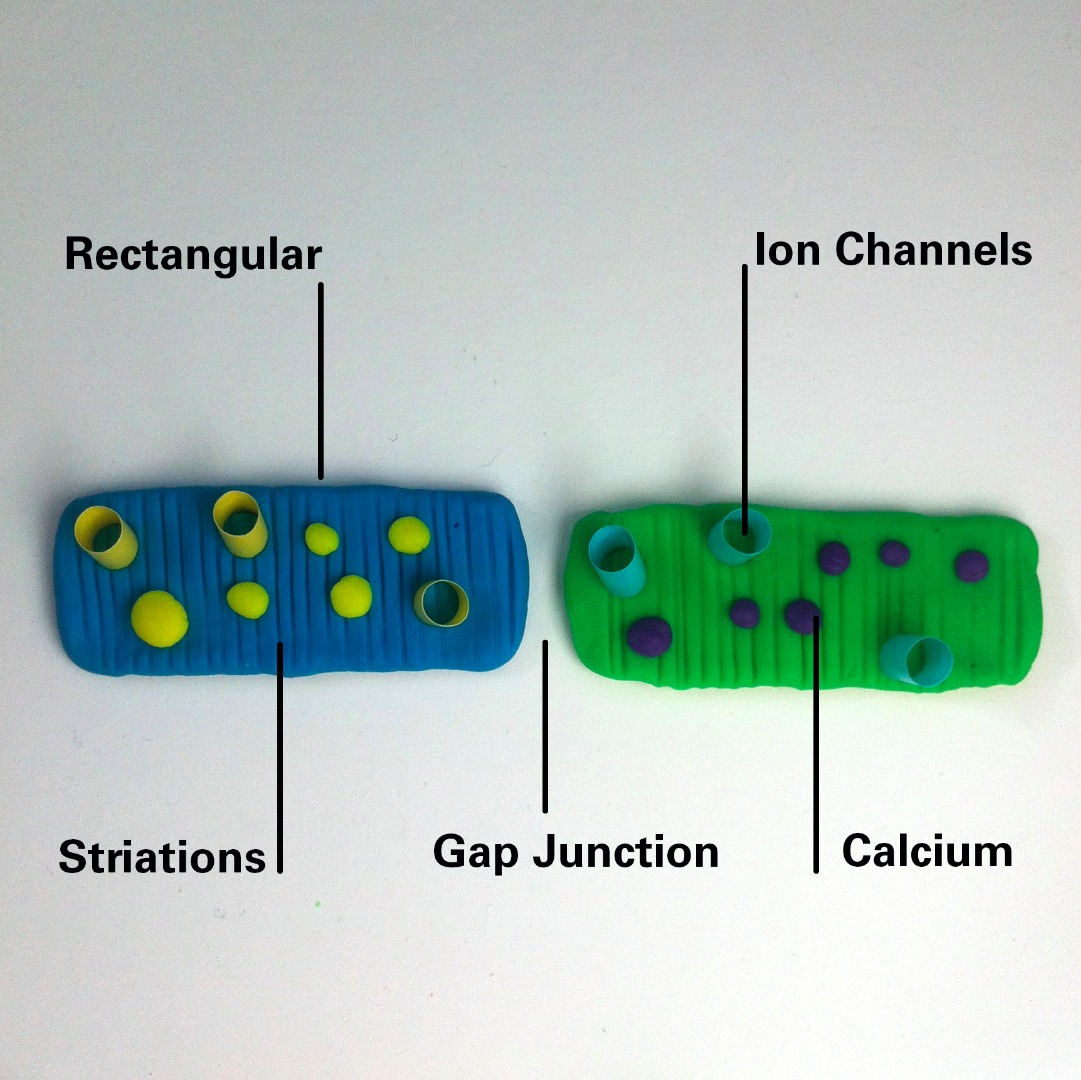 cell labelled.jpg