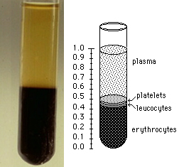 centrifuged blood.jpeg