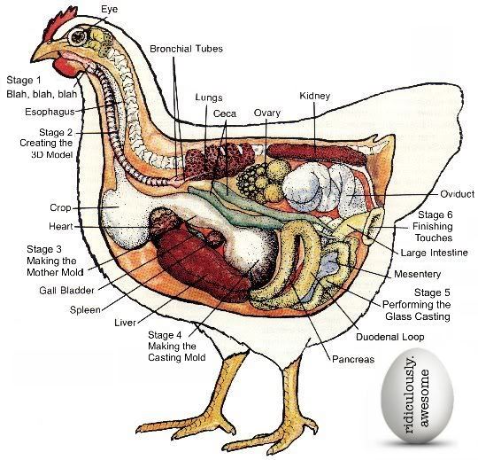 chicken_anatomy.jpg