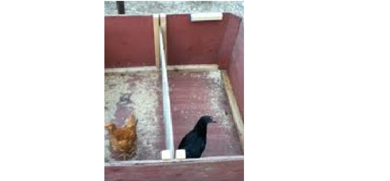 chickens in the brooder.png