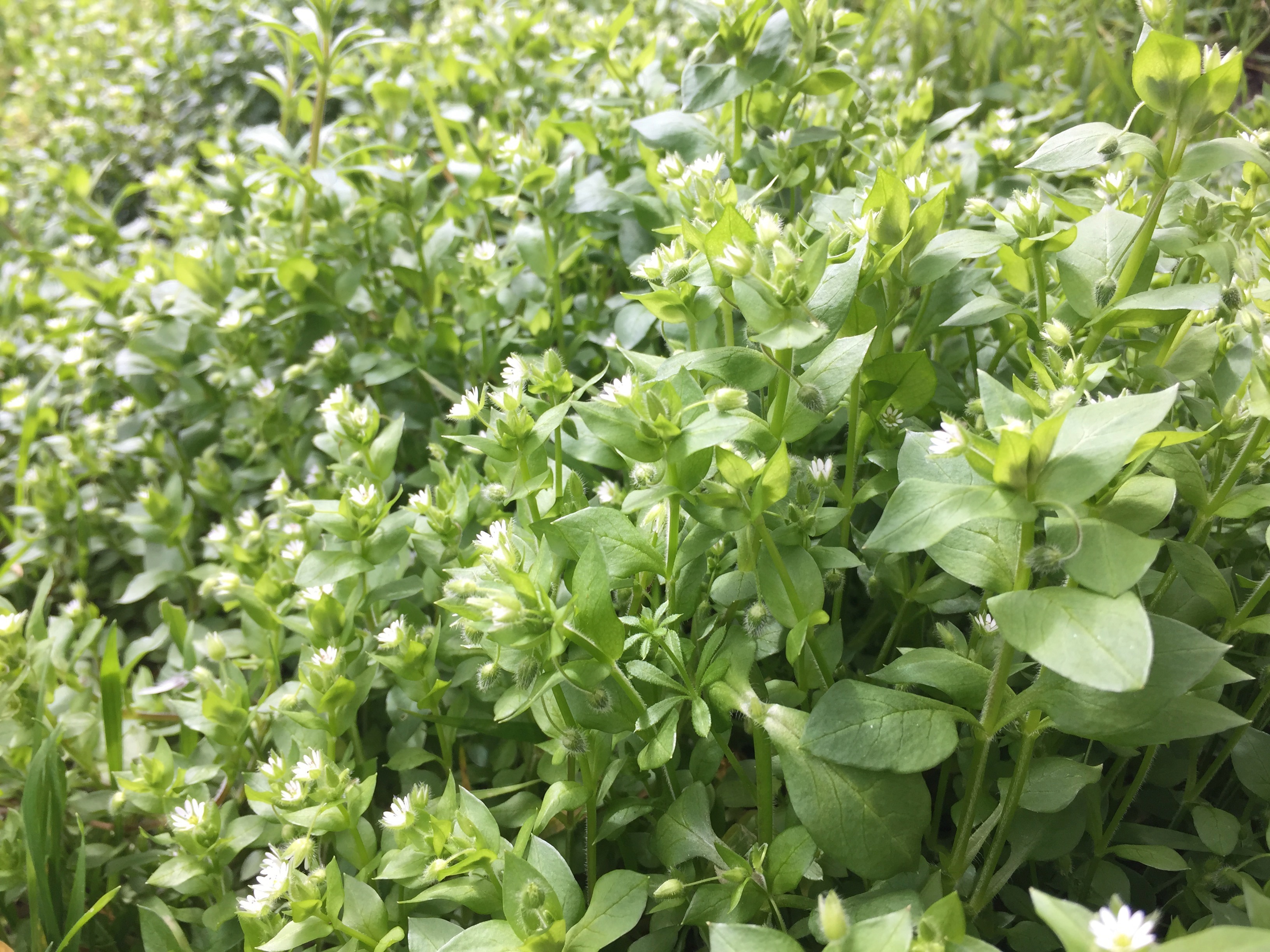 chickweed closeup.jpg