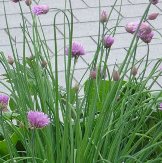 chives.jpg