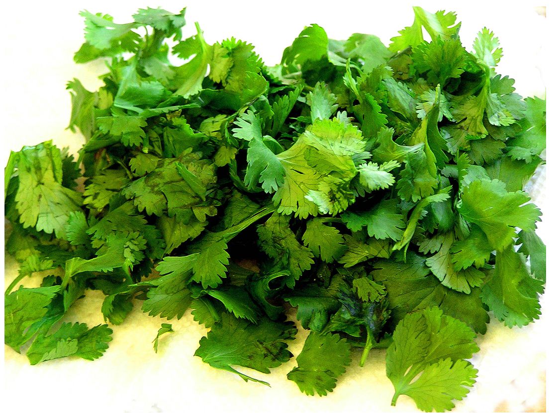 cilantro.JPG