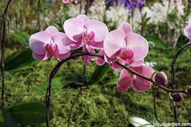 close-up-of-magenta-phaleanopsis-orchid-in-bloom_new.jpg