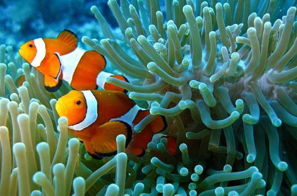 clownfish.jpg