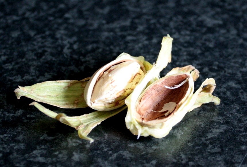 cobnuts4.jpg