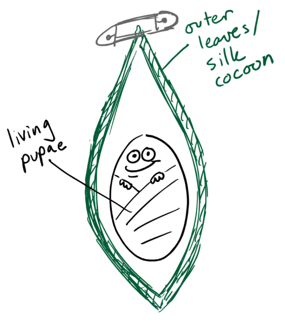 cocoonuse.jpg