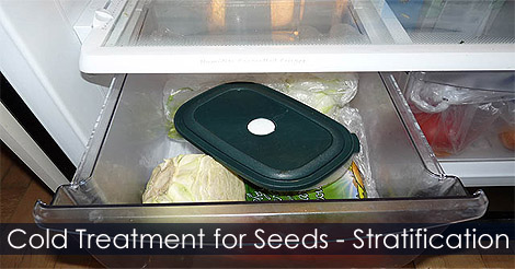 cold-treatment-seeds.jpg