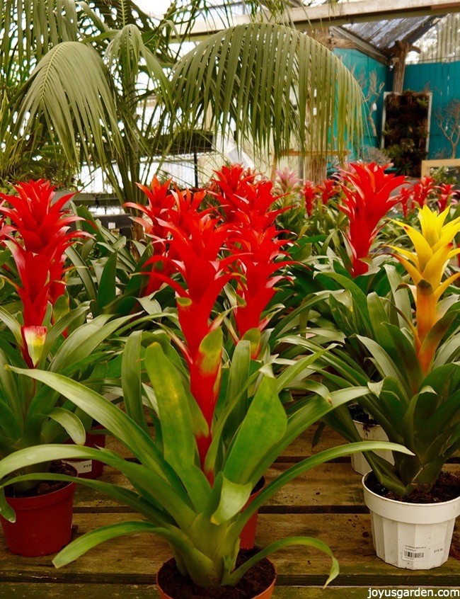 colorful-guzmania-plant-care-tips_new.jpg