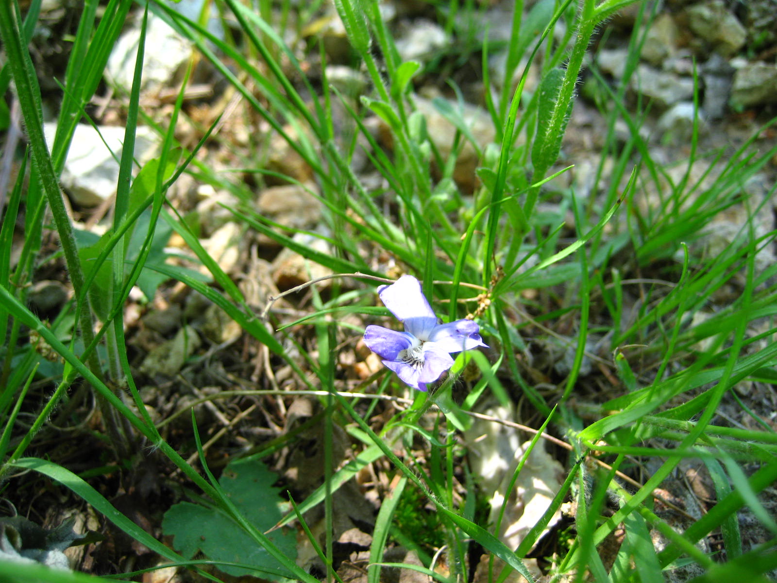 common blue violet 