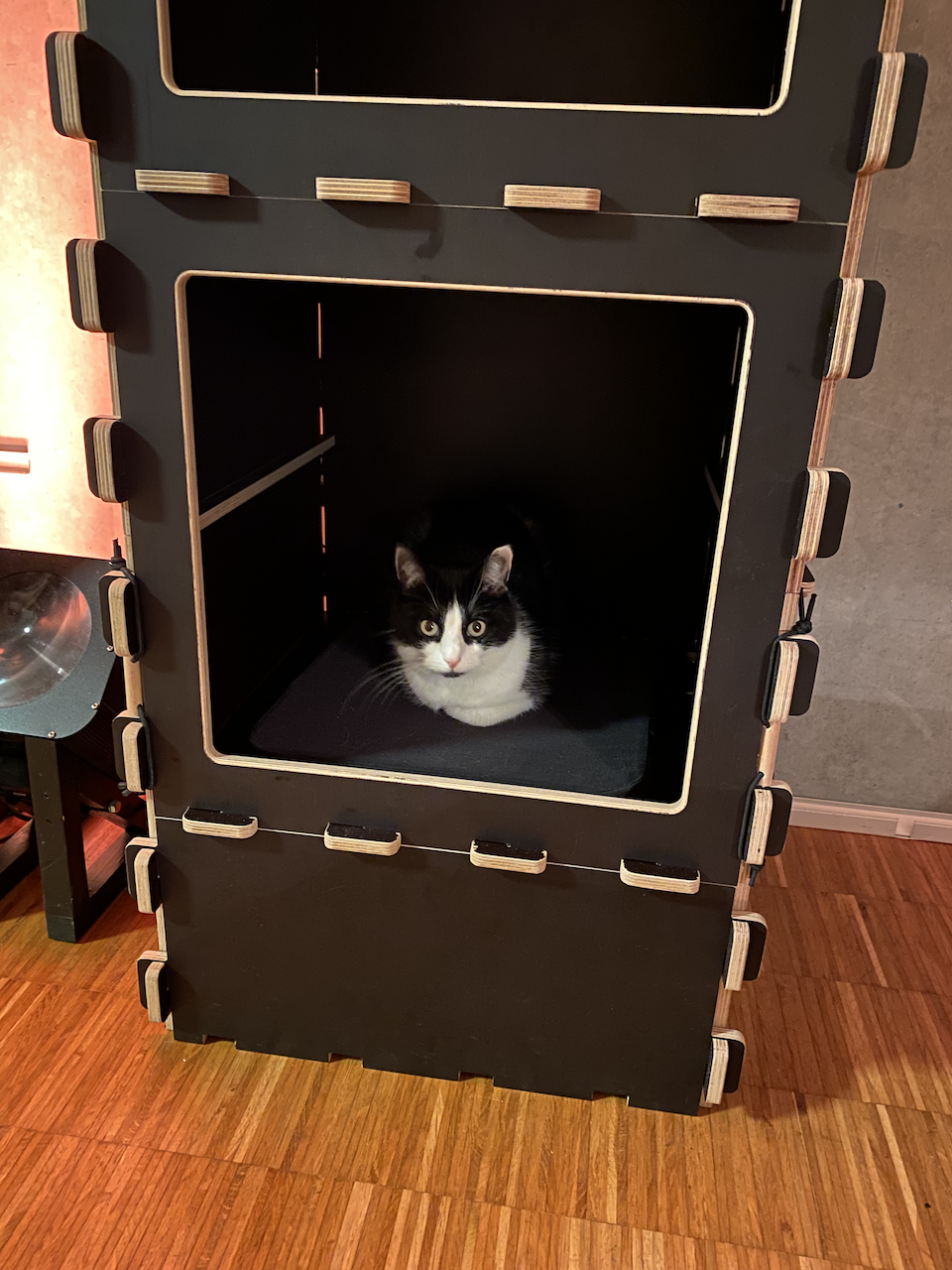 compartment_with_cat.png