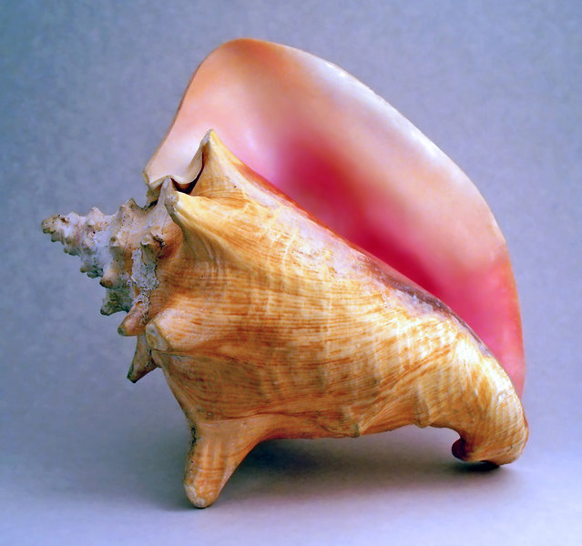 conch-wikipedia.jpg