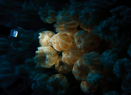 coral.jpg