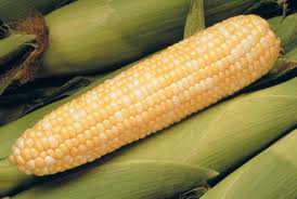 corn.jpg