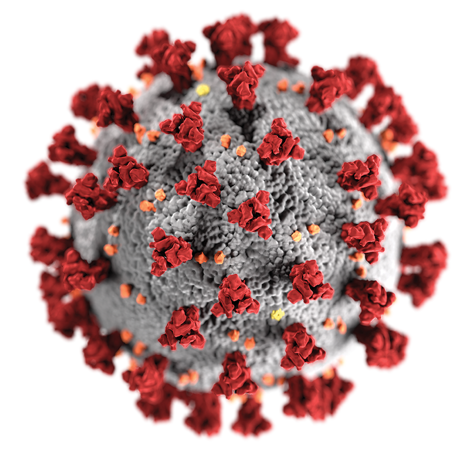 coronavirus-covid-19.png