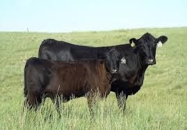 cow calf.jpg