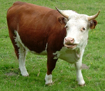 cow2.jpg