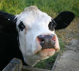 cow6.jpg