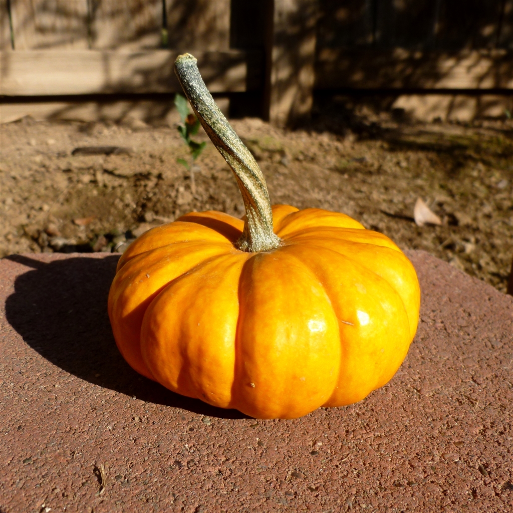 crayon-pumpkins_0002.jpg