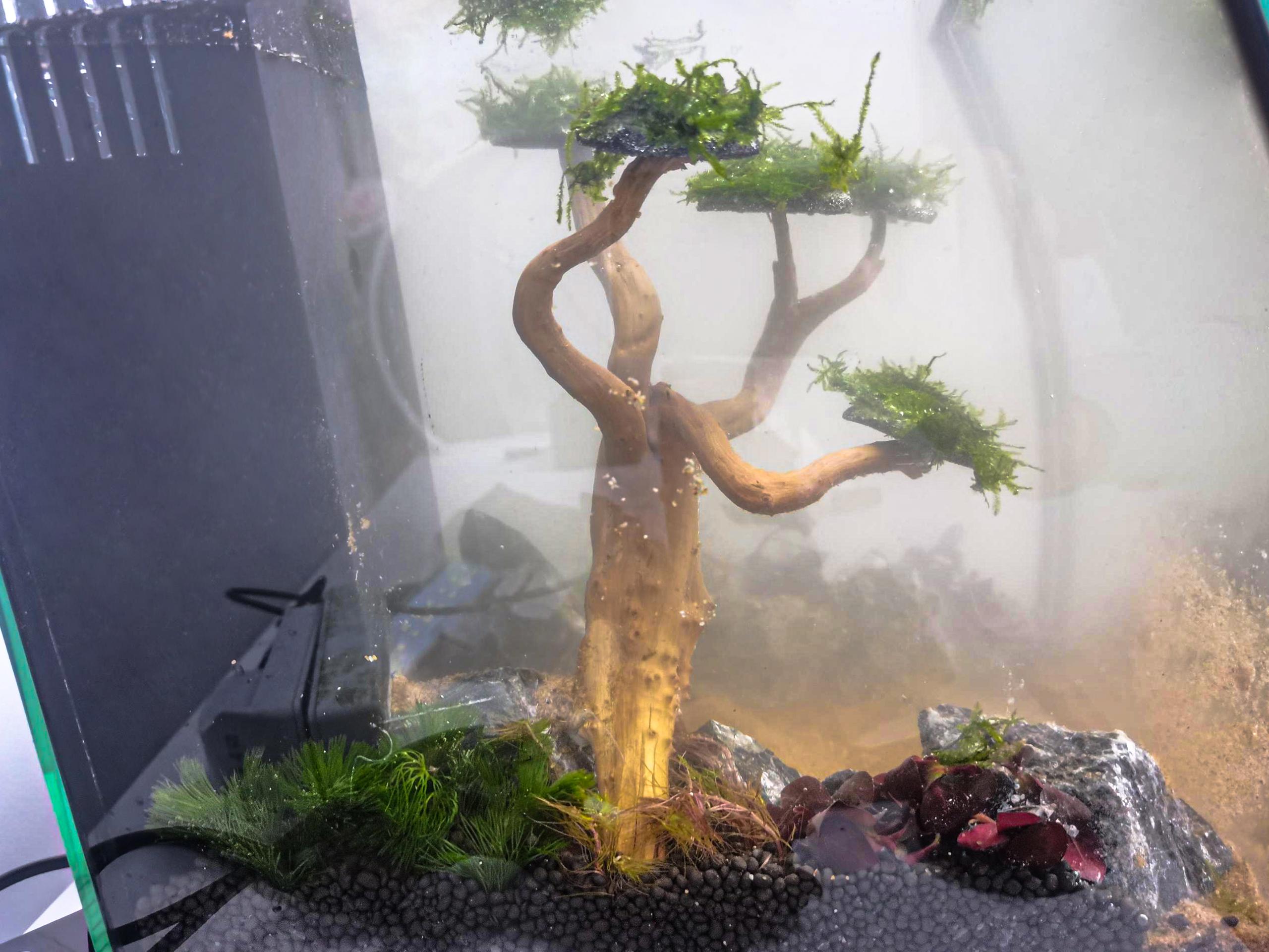 create-aquascaping3.jpg